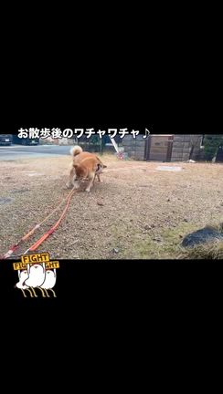 お散歩後のワチャワチャ　柴犬専門店　柴屋　山口の記事動画