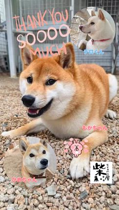 お泊まりのお友達の記事動画