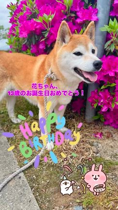 花ちゃんのお誕生日　柴犬専門店　柴屋の記事動画