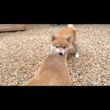11日木曜日デビューの子犬ちゃんです！　柴犬専門店　柴屋　山口の記事動画