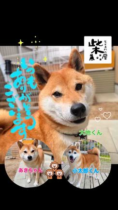 いつもありがとうございます！　柴犬専門店　柴屋　山口の記事動画