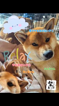 雨の時は寝るに限る… 柴犬専門店　柴屋　山口の記事動画