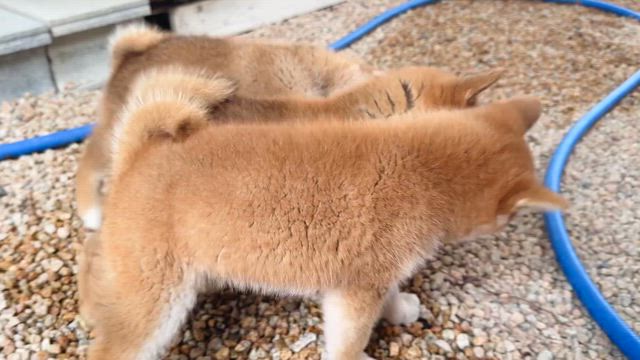 子犬ちゃん情報　柴犬専門店　柴屋　山口の記事動画