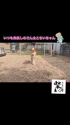 追いかけっこ　柴犬専門店　柴屋　山口の記事動画