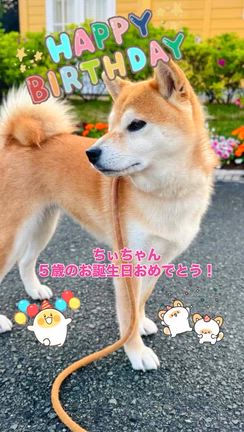 ちぃちゃん５歳のお誕生日の記事動画