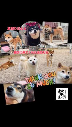いつもありがとうございます♡ 柴犬専門店　柴屋　山口の記事動画