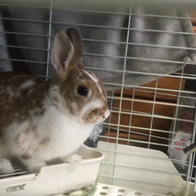 鬱滞のときの様子の画像