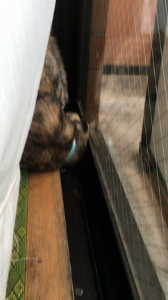 猫でも悩みはあるらしいの記事動画
