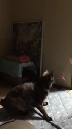 グルグルの記事動画