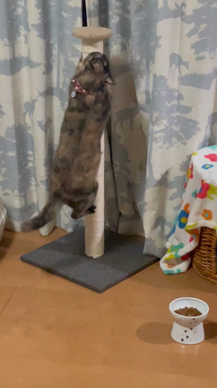 猫酔いの記事動画