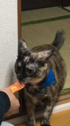青空のお別れの記事動画