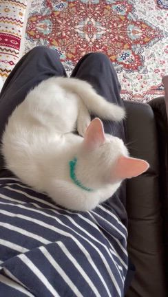 子猫のろんくん、里親さん見つかる！の記事動画
