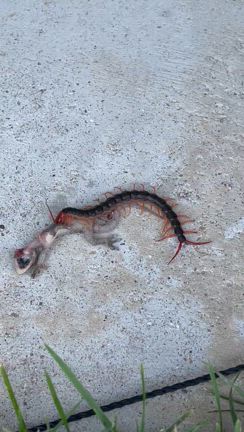 ヤモリをムカデが捕食してた！の記事動画