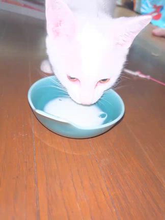 里親さんから…ろんくんの様子が送られてきましたの記事動画