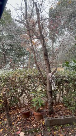 雪が降り始めたようです。の記事動画