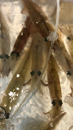 旬の魚貝の記事動画