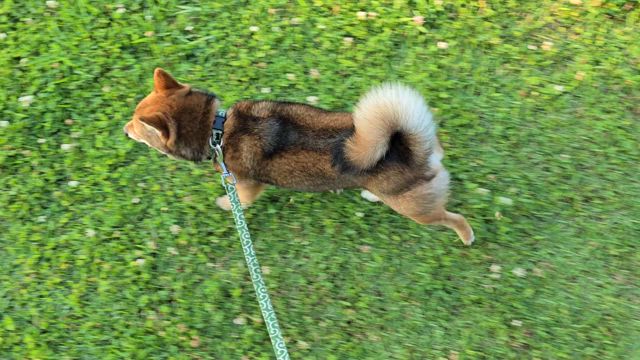 今日の運勢は❔ラッキーカラー❗　自然の中での記事動画