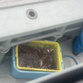 カレイ釣りの画像