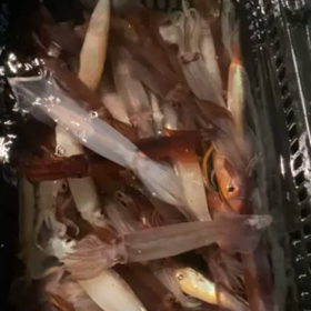 イカ釣りの画像