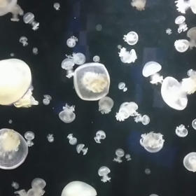 ころころの画像