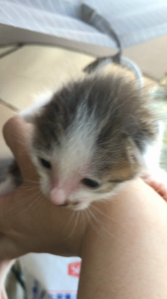 こねこ通信と、あんちゃんと熊の記事動画