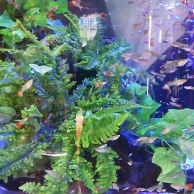 小さな水族館…かなの画像