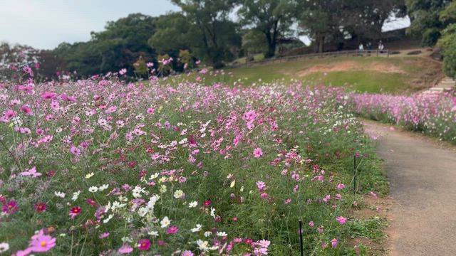 久しぶりの佐世保展海峰〜コスモス( ^ω^ )の記事動画