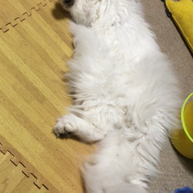 シッポの画像