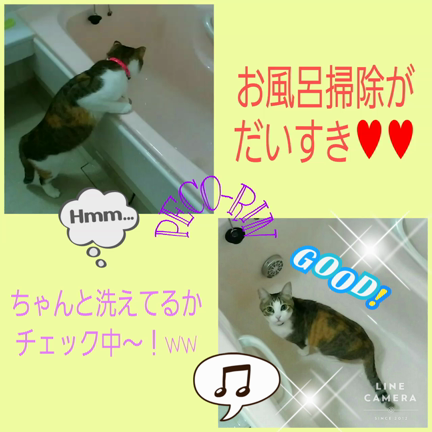 おふろそうじ。の記事動画