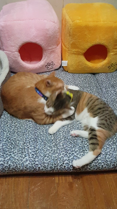 ふぁいてぃーん⭐の記事動画
