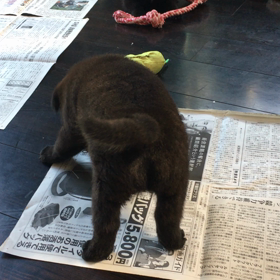 仔犬の狩猟本能の画像