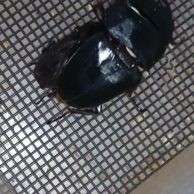 バッチリ成功の画像