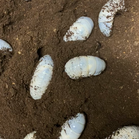 マルスゾウカブト　幼虫の画像