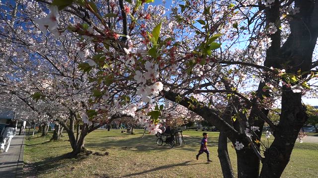 気晴らしに‥話題の映画と桜と、、、の記事動画