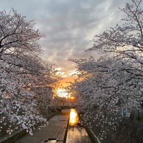 満開の画像