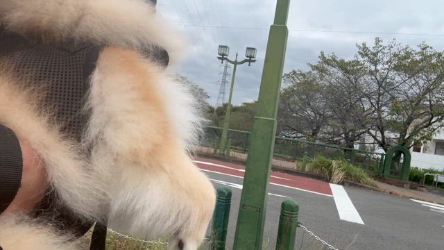 【必殺】きなこちゃんのくれくれ攻撃！！の記事動画