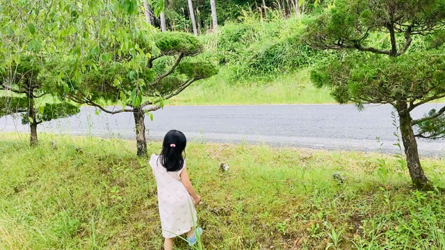 紅秀峰特価！の記事動画