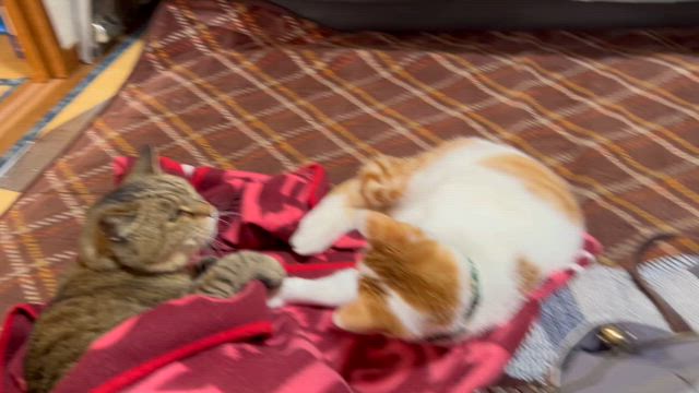 背骨が2本折れてました。の記事動画
