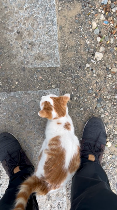 迷い猫が来てましての記事動画