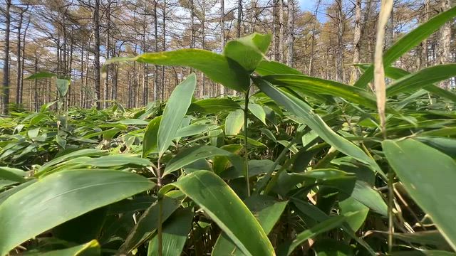 薮壁、藪漕ぎ動画の記事動画