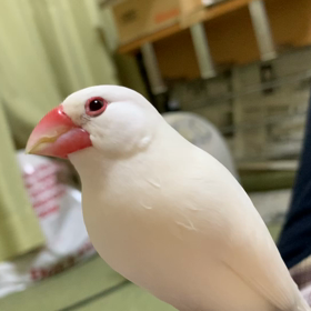 五十肩の画像