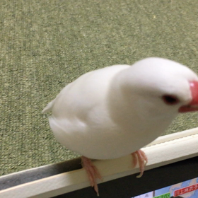 歌うよ〜の画像