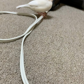 コードが好き？の画像