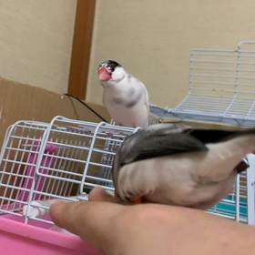 俺は、オスだ！の画像