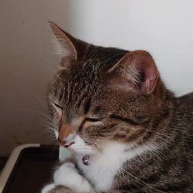 2月になりますたなの画像