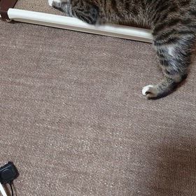早くしろにゃの画像