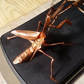 カマキリVSナナフシの画像