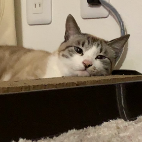 すこぶる眠いの画像