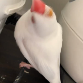 ふうの最近のご様子の画像