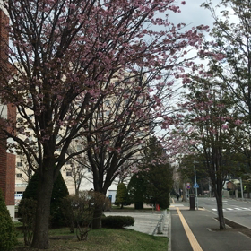 桜吹雪の画像